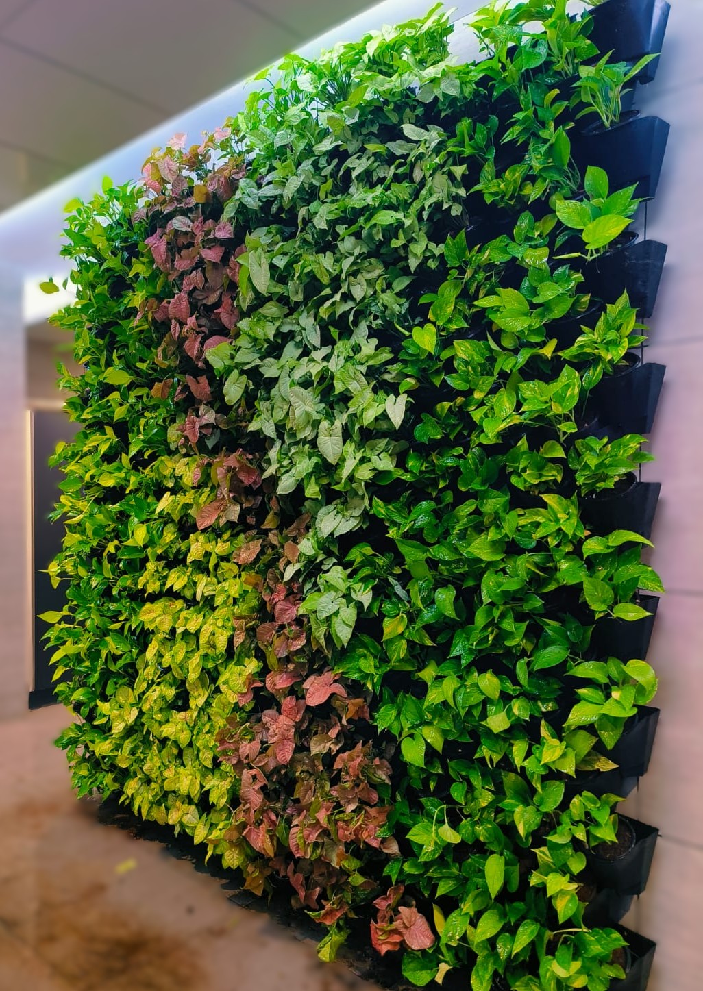 Green Wall 7